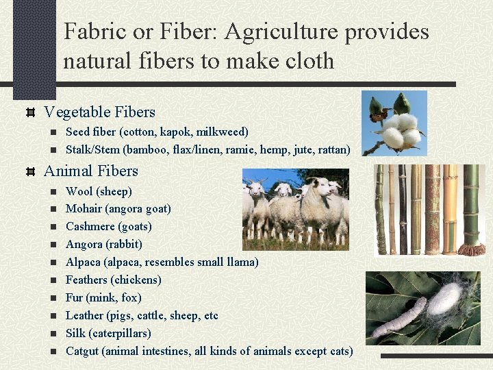 Fabric or Fiber: Agriculture provides natural fibers to make cloth Vegetable Fibers n n