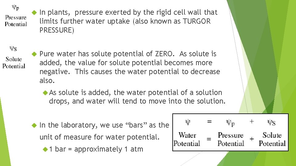  In plants, pressure exerted by the rigid cell wall that limits further water