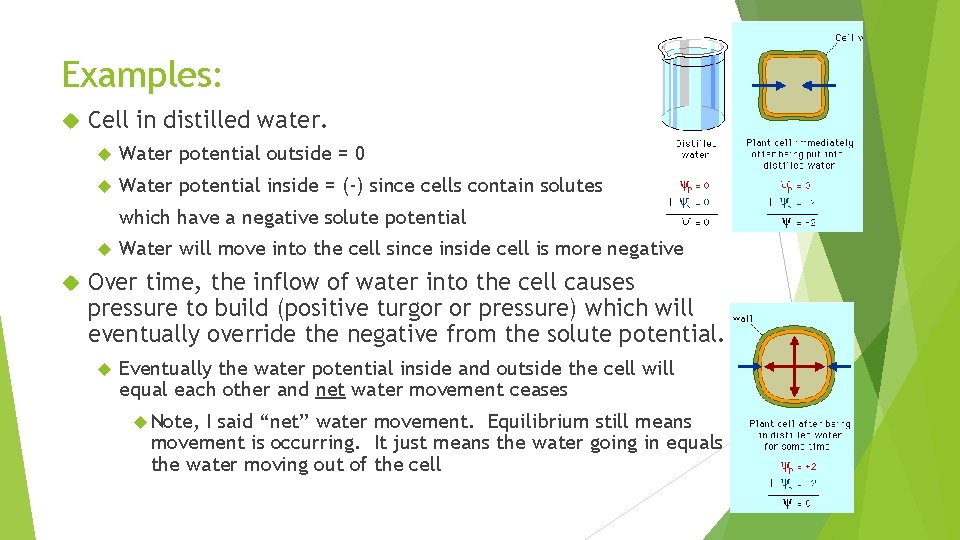 Examples: Cell in distilled water. Water potential outside = 0 Water potential inside =