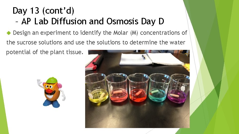 Day 13 (cont’d) – AP Lab Diffusion and Osmosis Day D Design an experiment