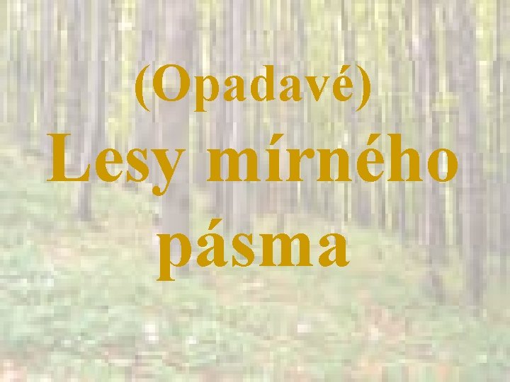 (Opadavé) Lesy mírného pásma 