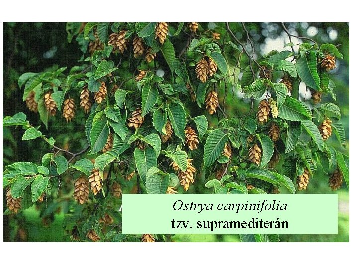 Ostrya carpinifolia tzv. supramediterán 