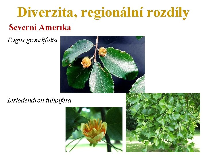 Diverzita, regionální rozdíly Severní Amerika Fagus grandifolia Liriodendron tulipifera 