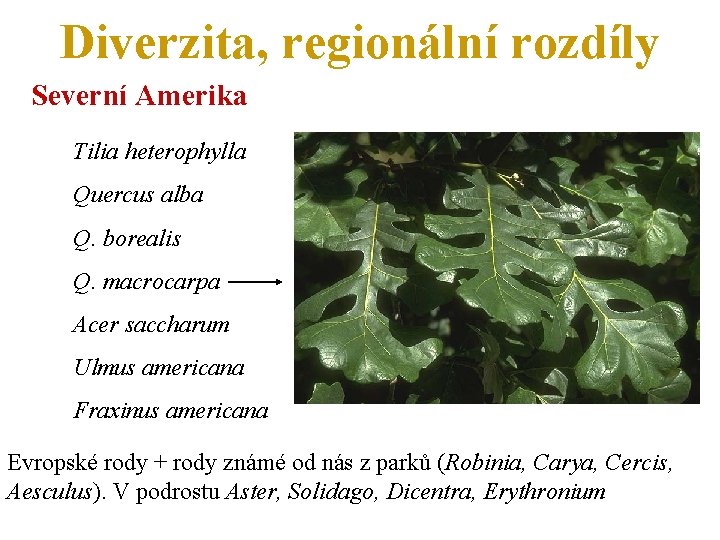 Diverzita, regionální rozdíly Severní Amerika Tilia heterophylla Quercus alba Q. borealis Q. macrocarpa Acer