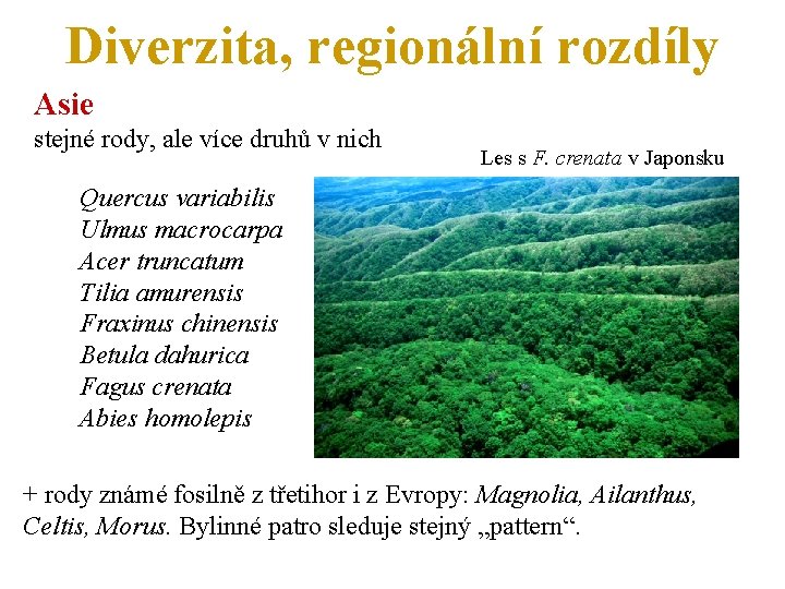 Diverzita, regionální rozdíly Asie stejné rody, ale více druhů v nich Les s F.