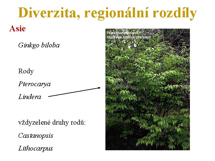 Diverzita, regionální rozdíly Asie Ginkgo biloba Rody Pterocarya Lindera vždyzelené druhy rodů: Castanopsis Lithocarpus