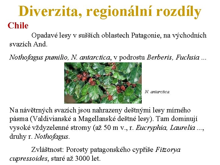 Diverzita, regionální rozdíly Chile Opadavé lesy v sušších oblastech Patagonie, na východních svazích And.