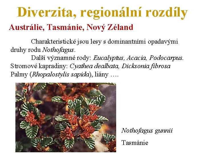 Diverzita, regionální rozdíly Austrálie, Tasmánie, Nový Zéland Charakteristické jsou lesy s dominantními opadavými druhy