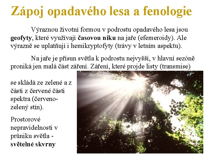 Zápoj opadavého lesa a fenologie Výraznou životní formou v podrostu opadavého lesa jsou geofyty,