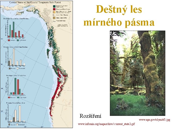 Deštný les mírného pásma Rozšíření www. inforain. org/maparchive/ current_state 2. gif www. nps. gov/olym/rf