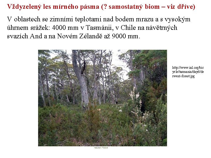 Vždyzelený les mírného pásma (? samostatný biom – viz dříve) V oblastech se zimními