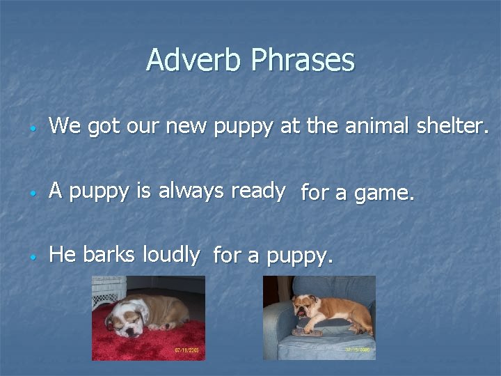 Adverb Phrases • We got our new puppy at the animal shelter. • A