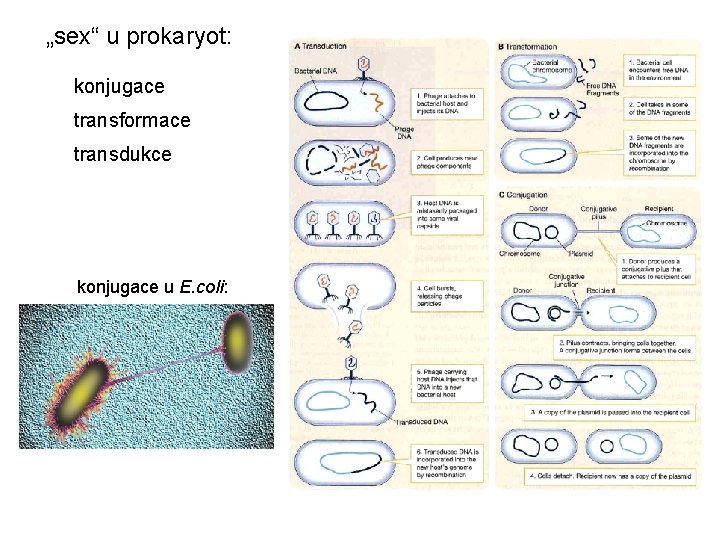 „sex“ u prokaryot: konjugace transformace transdukce konjugace u E. coli: 