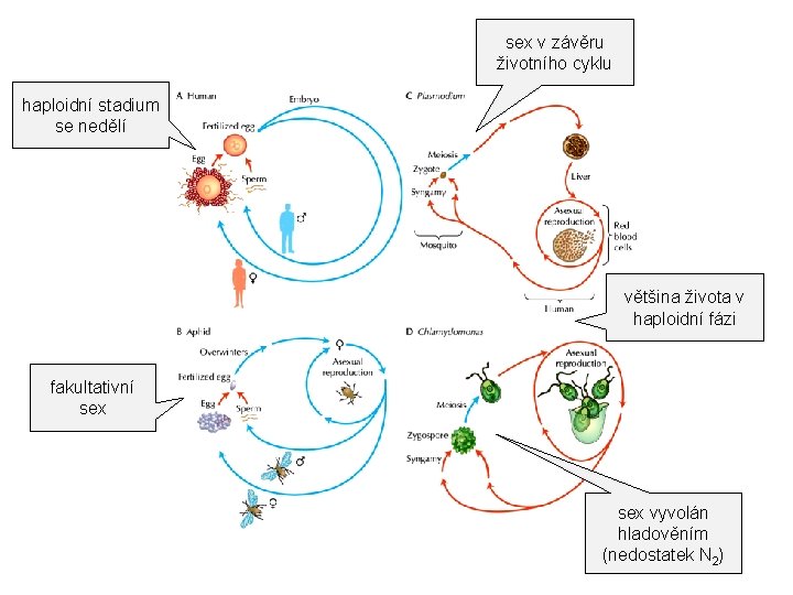 sex v závěru životního cyklu haploidní stadium se nedělí většina života v haploidní fázi