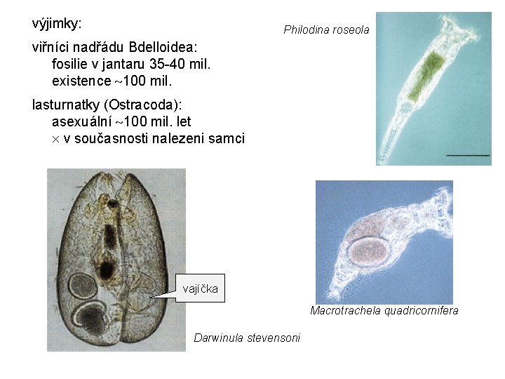 výjimky: Philodina roseola viřníci nadřádu Bdelloidea: fosilie v jantaru 35 -40 mil. existence 100