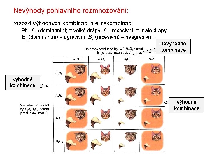 Nevýhody pohlavního rozmnožování: rozpad výhodných kombinací alel rekombinací Př. : A 1 (dominantní) =