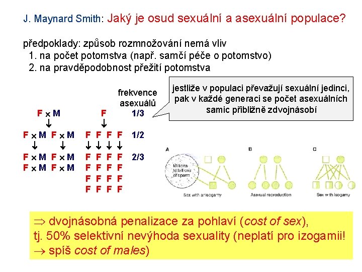 J. Maynard Smith: Jaký je osud sexuální a asexuální populace? předpoklady: způsob rozmnožování nemá