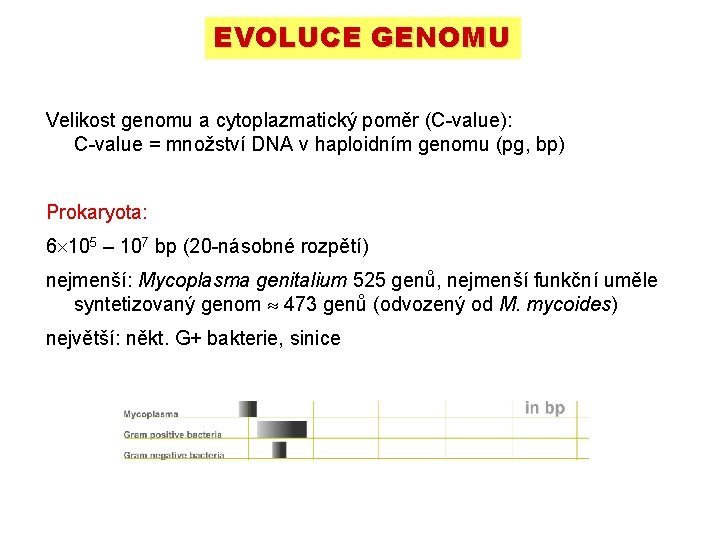 EVOLUCE GENOMU Velikost genomu a cytoplazmatický poměr (C-value): C-value = množství DNA v haploidním