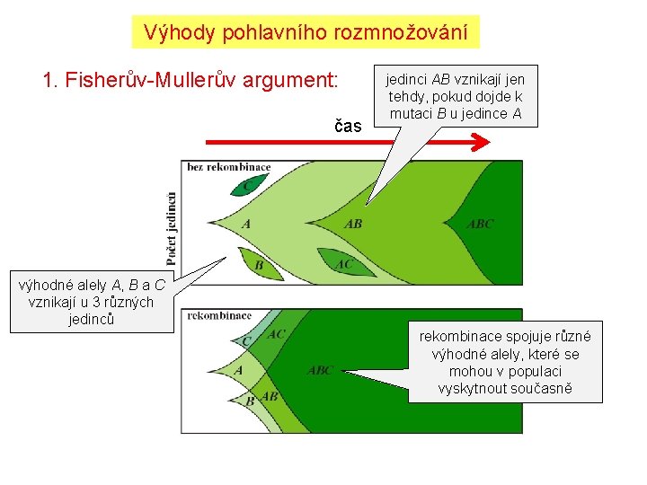 Výhody pohlavního rozmnožování 1. Fisherův-Mullerův argument: čas jedinci AB vznikají jen tehdy, pokud dojde