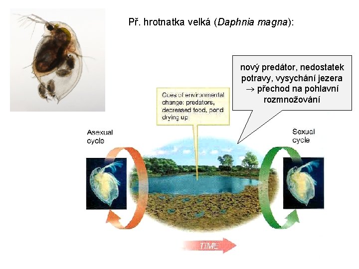 Př. hrotnatka velká (Daphnia magna): nový predátor, nedostatek potravy, vysychání jezera přechod na pohlavní