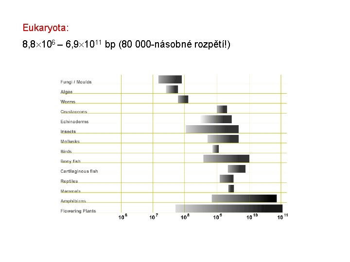 Eukaryota: 8, 8 106 – 6, 9 1011 bp (80 000 -násobné rozpětí!) 