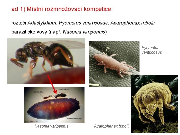 ad 1) Místní rozmnožovací kompetice: roztoči Adactylidium, Pyemotes ventricosus, Acarophenax tribolii parazitické vosy (např.