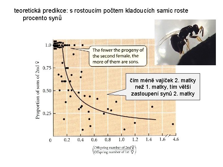 teoretická predikce: s rostoucím počtem kladoucích samic roste procento synů čím méně vajíček 2.