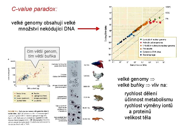 C-value paradox: velké genomy obsahují velké množství nekódující DNA čím větší genom, tím větší