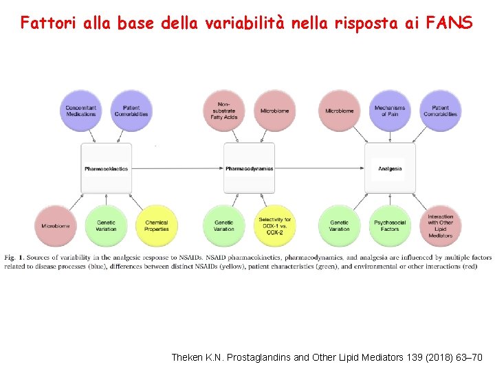 Fattori alla base della variabilità nella risposta ai FANS Theken K. N. Prostaglandins and