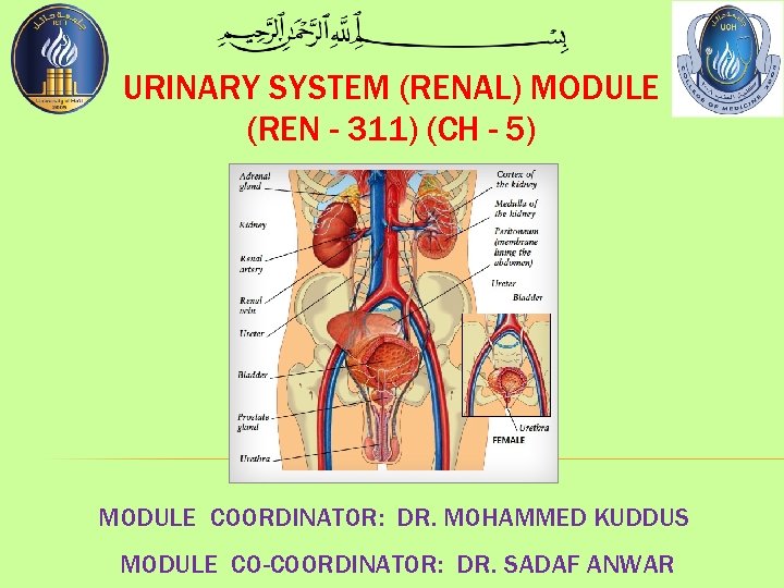 URINARY SYSTEM (RENAL) MODULE (REN - 311) (CH - 5) MODULE COORDINATOR: DR. MOHAMMED