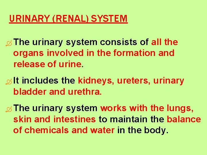 URINARY (RENAL) SYSTEM The urinary system consists of all the organs involved in the