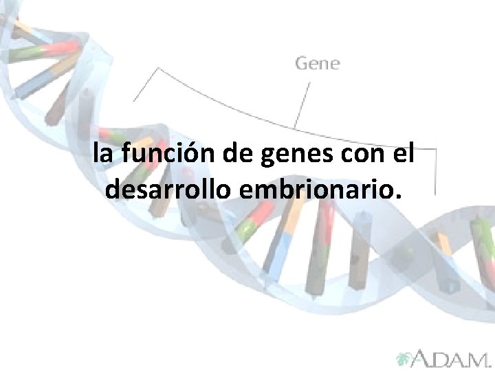 la función de genes con el desarrollo embrionario. 