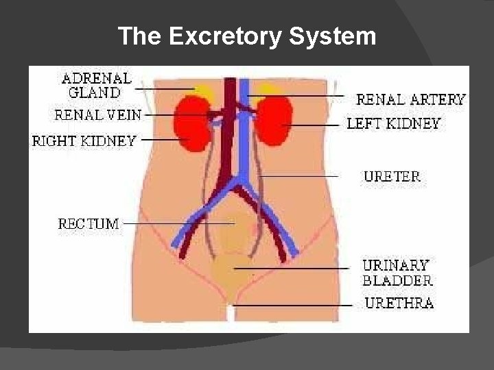 The Excretory System 