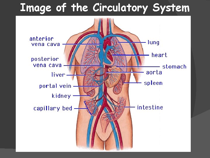 Image of the Circulatory System 