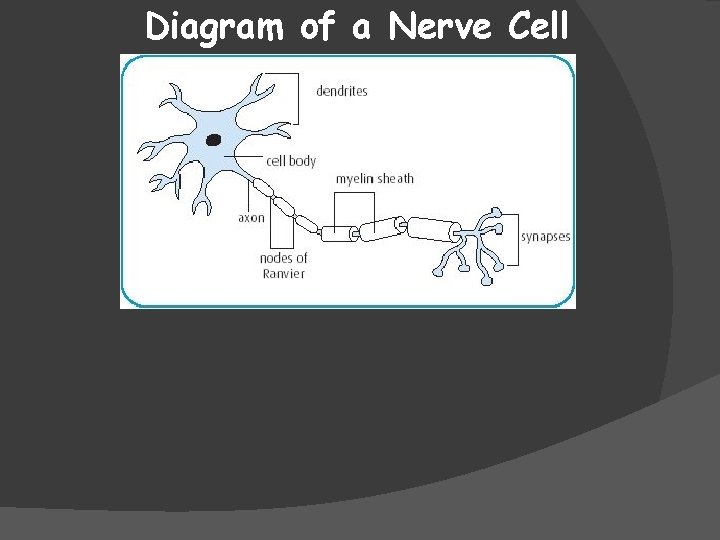 Diagram of a Nerve Cell 