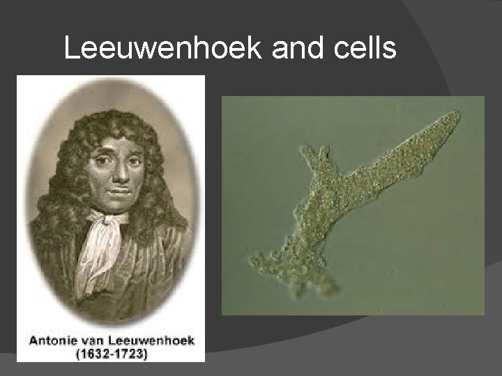 Leeuwenhoek and cells 
