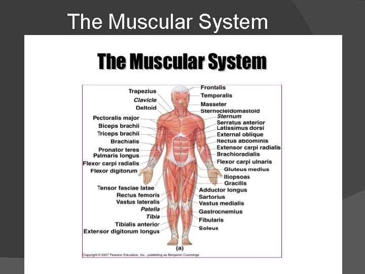 The Muscular System 