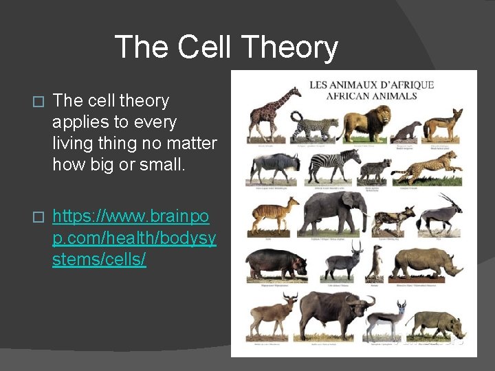 The Cell Theory � The cell theory applies to every living thing no matter