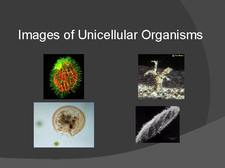 Images of Unicellular Organisms 