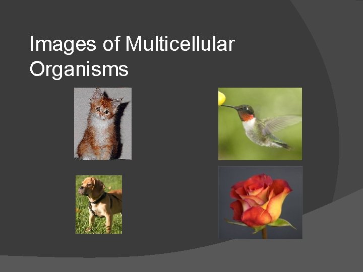 Images of Multicellular Organisms 