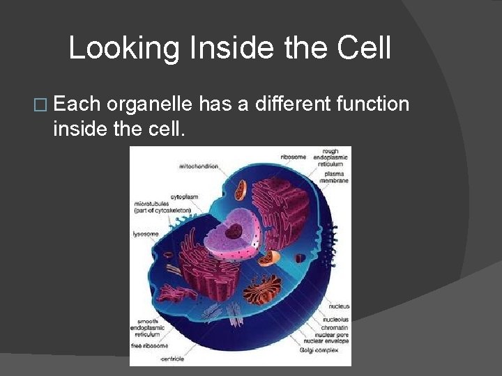Looking Inside the Cell � Each organelle has a different function inside the cell.