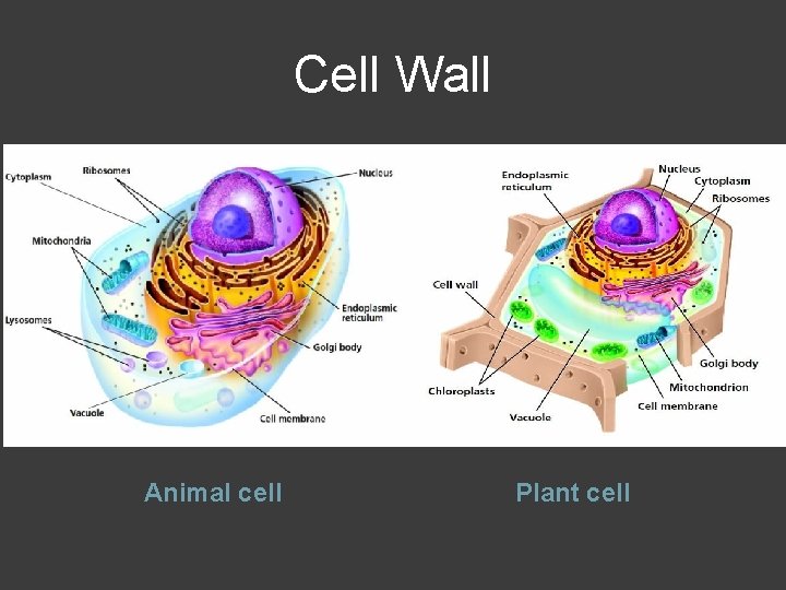 Cell Wall Animal cell Plant cell 