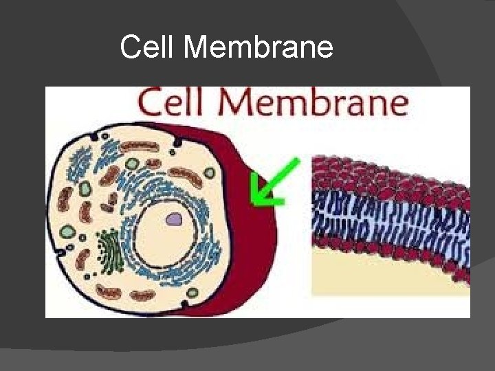 Cell Membrane 