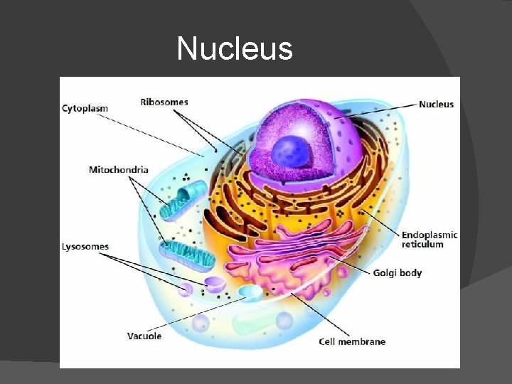 Nucleus 