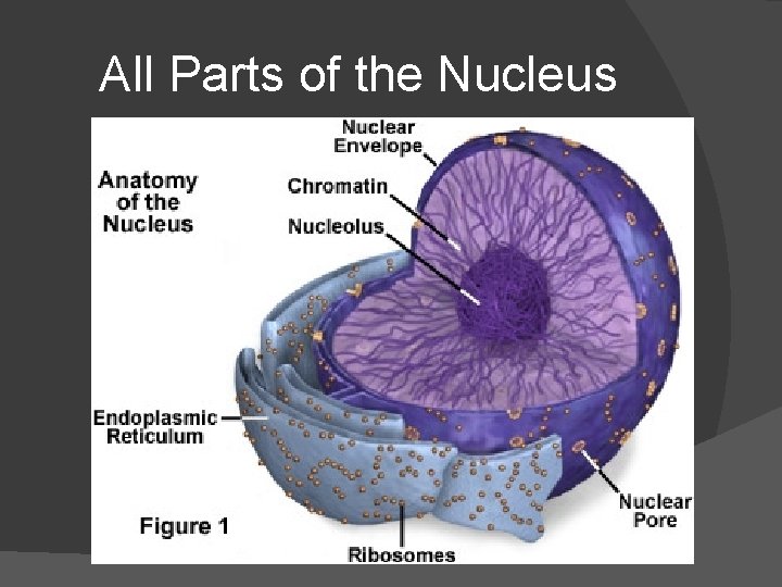 All Parts of the Nucleus 