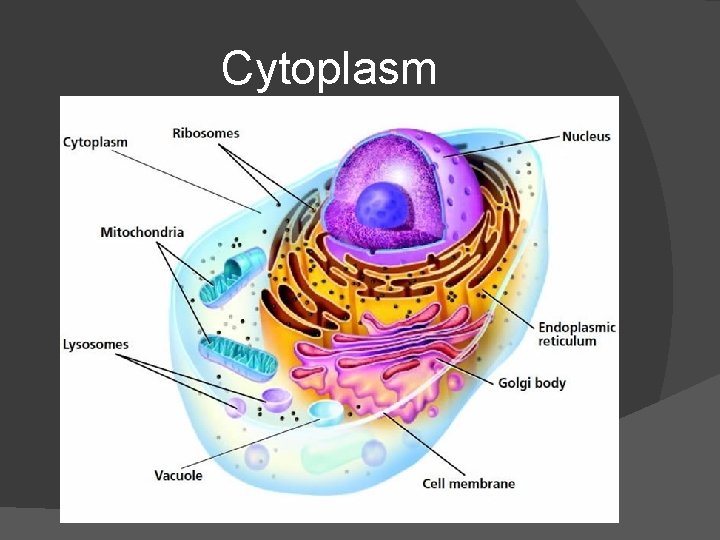 Cytoplasm 