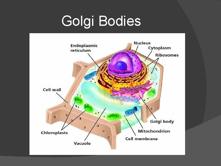 Golgi Bodies 