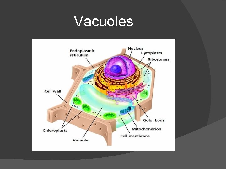 Vacuoles 