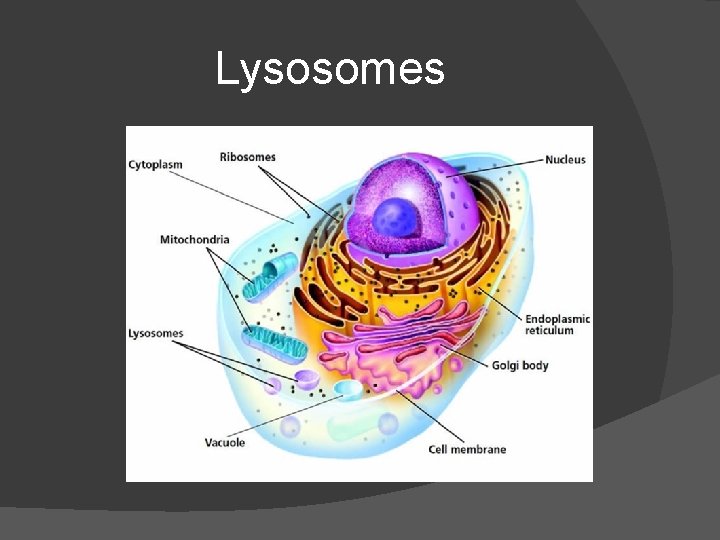 Lysosomes 