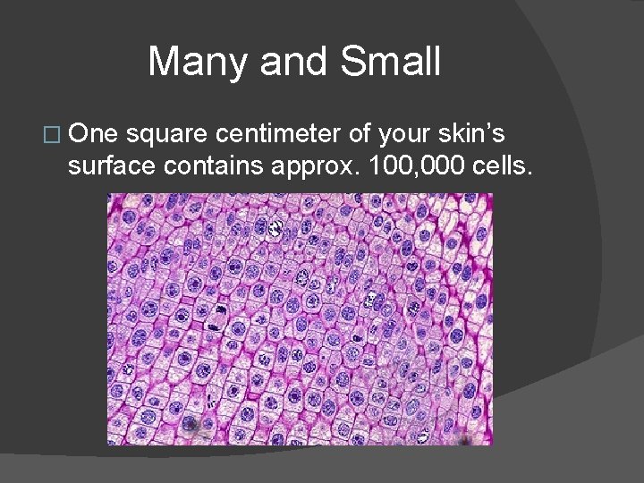 Many and Small � One square centimeter of your skin’s surface contains approx. 100,